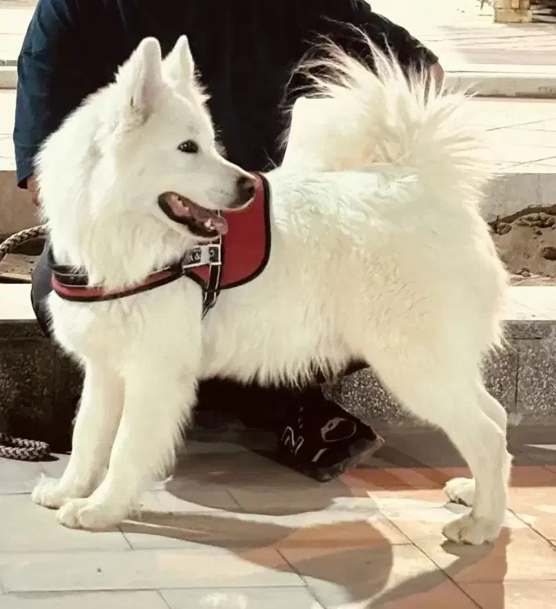 سامویید نر|سگ|رفسنجان, |دیوار