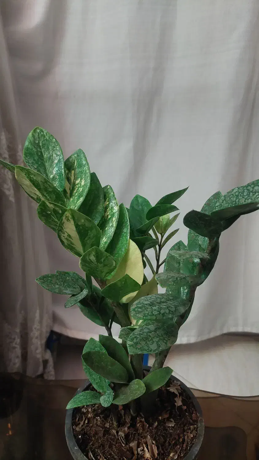 زاموفیلیا ابلق|گل و گیاه طبیعی|مشهد, نرگس (شهرک غرب)|دیوار