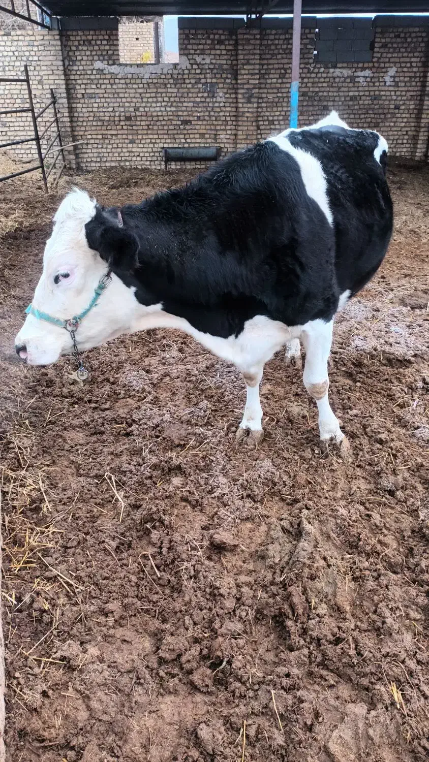 گاو سیمنتال دومنظوره درجه یک|حیوانات مزرعه|بجنورد, |دیوار