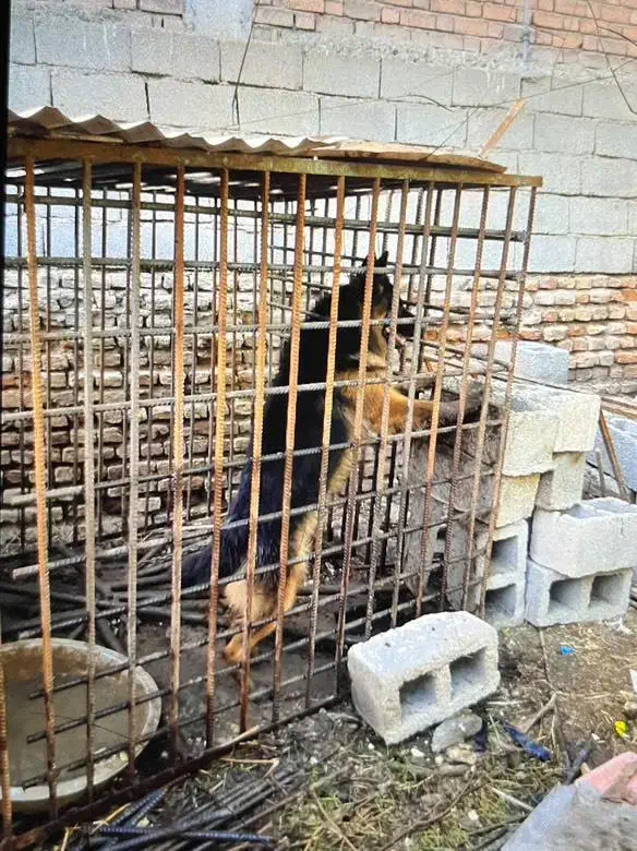 فروش یک عدد قفس|لوازم جانبی حیوانات|جیرفت, |دیوار