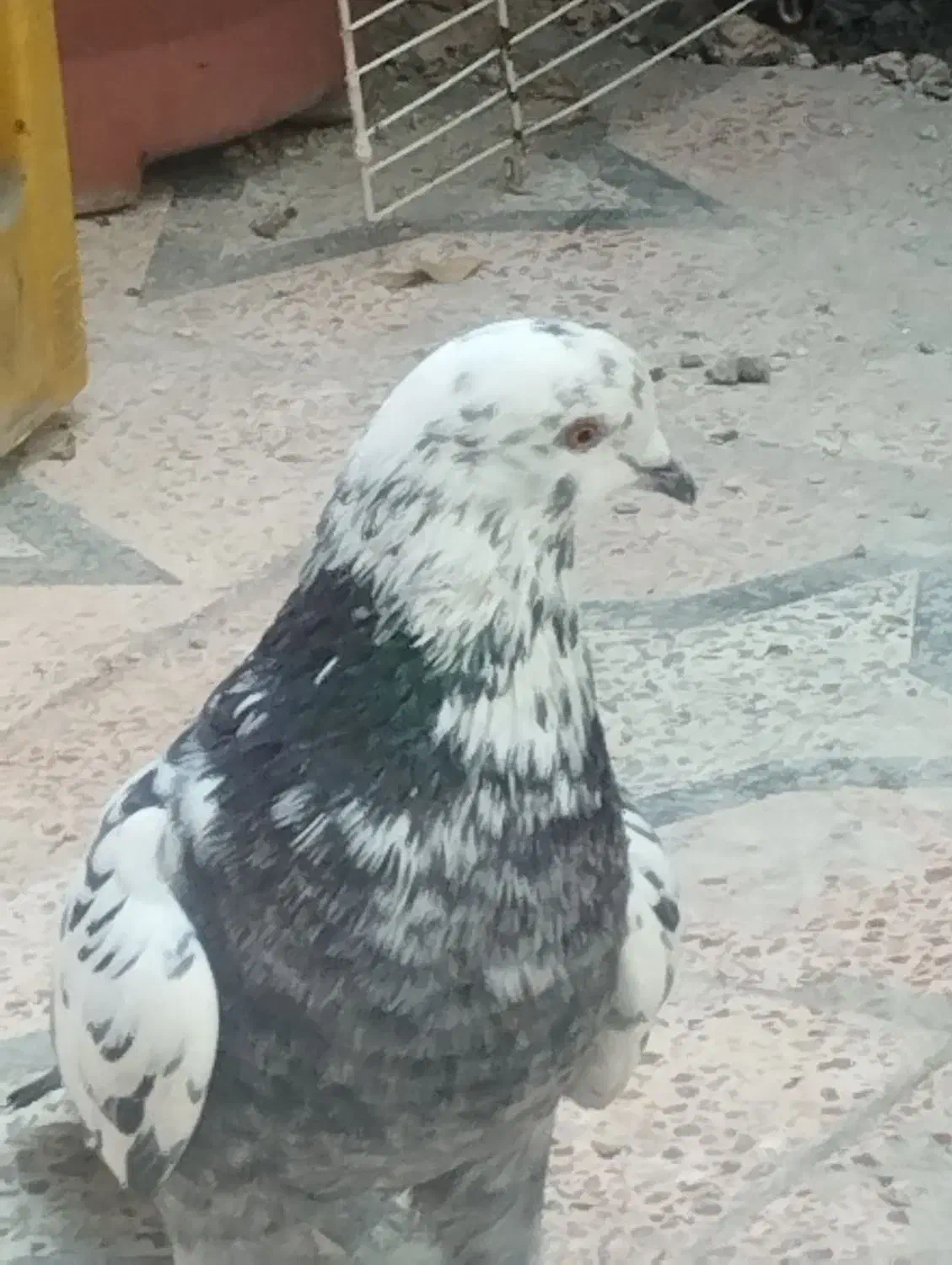 کفتر|پرنده|میناب, |دیوار