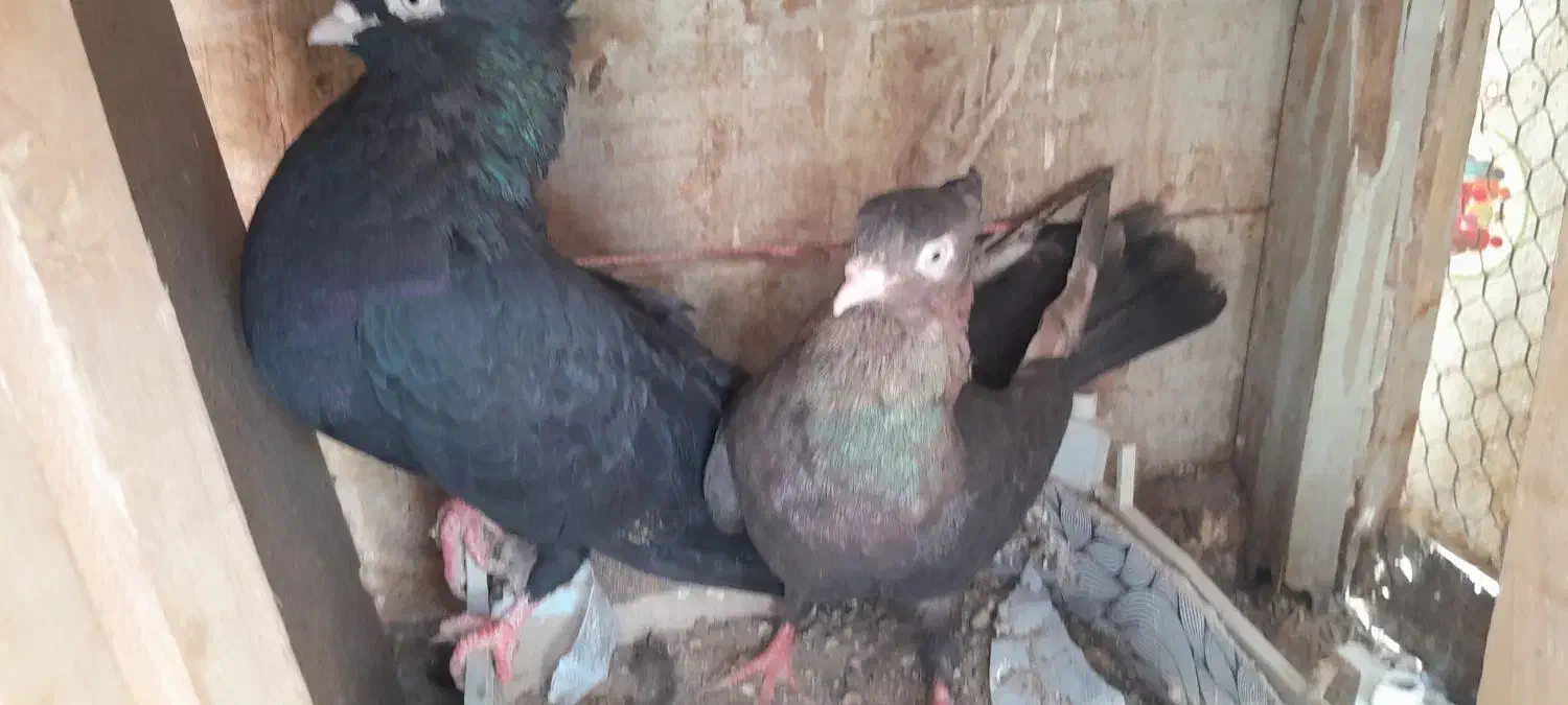 یه جفت نر و ماده ابادانی با جوجه|پرنده|قم, آزادگان|دیوار
