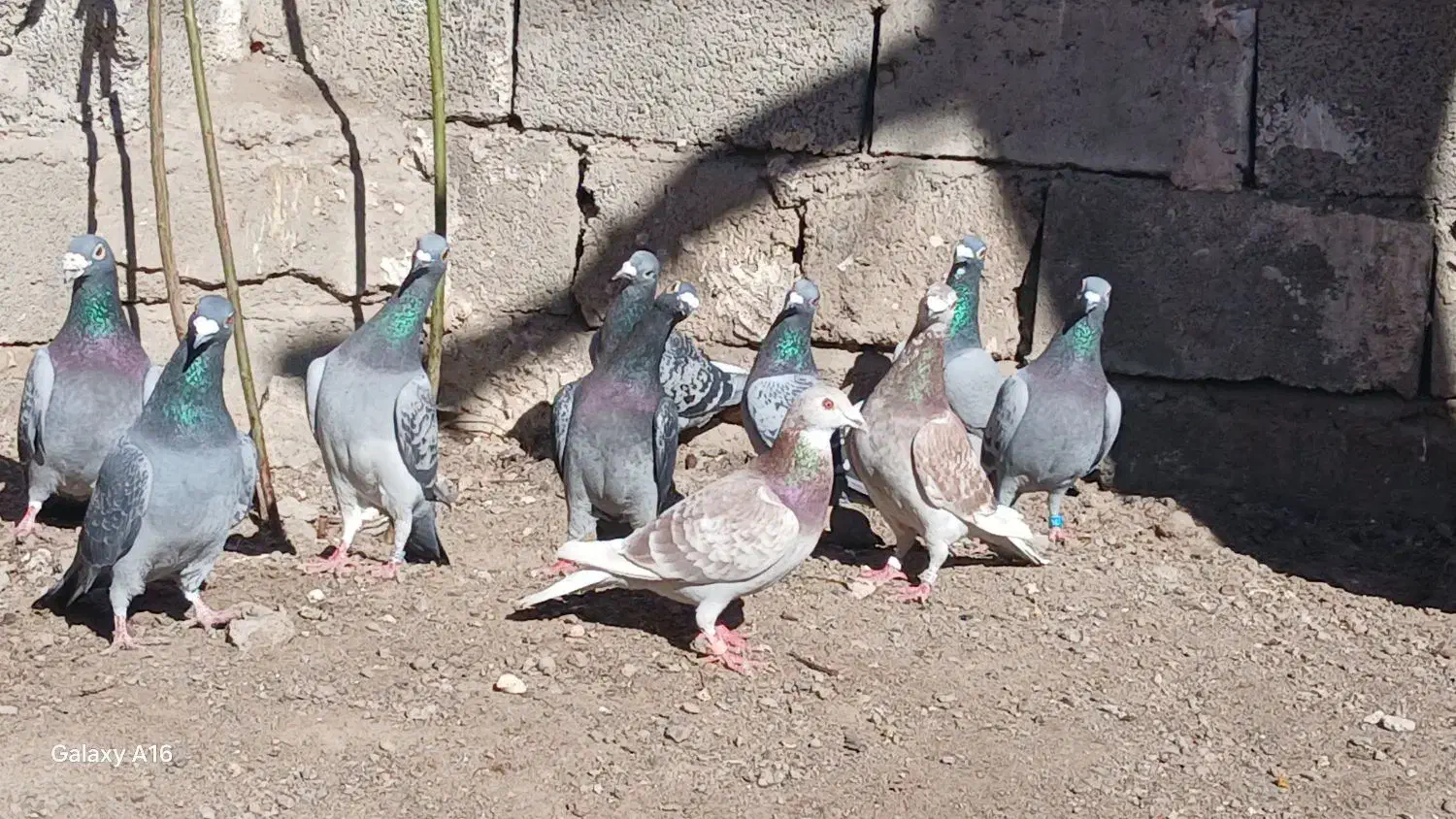 مسافتی|پرنده|اردبیل, |دیوار