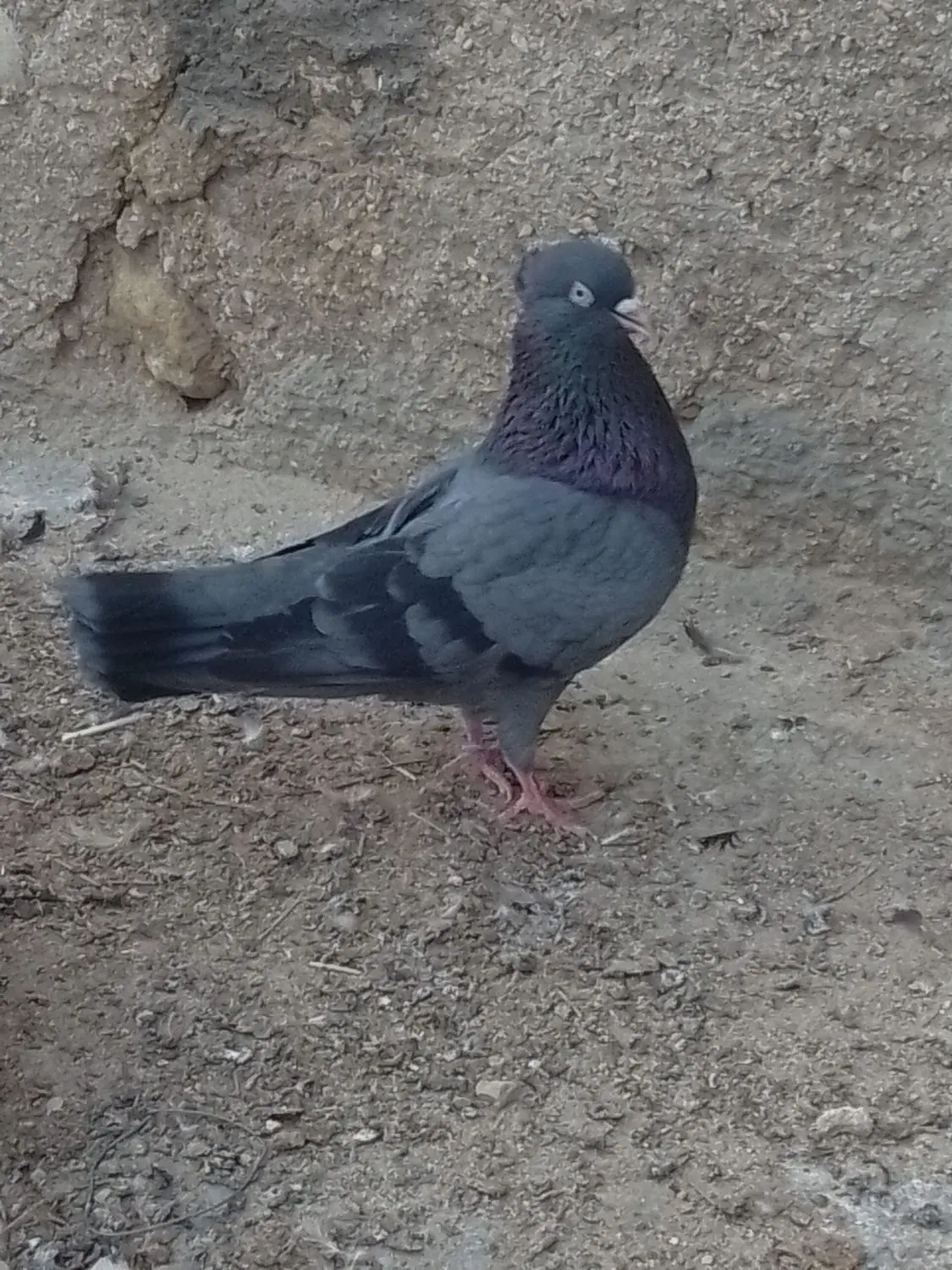 کبوتر|پرنده|چغادک, |دیوار
