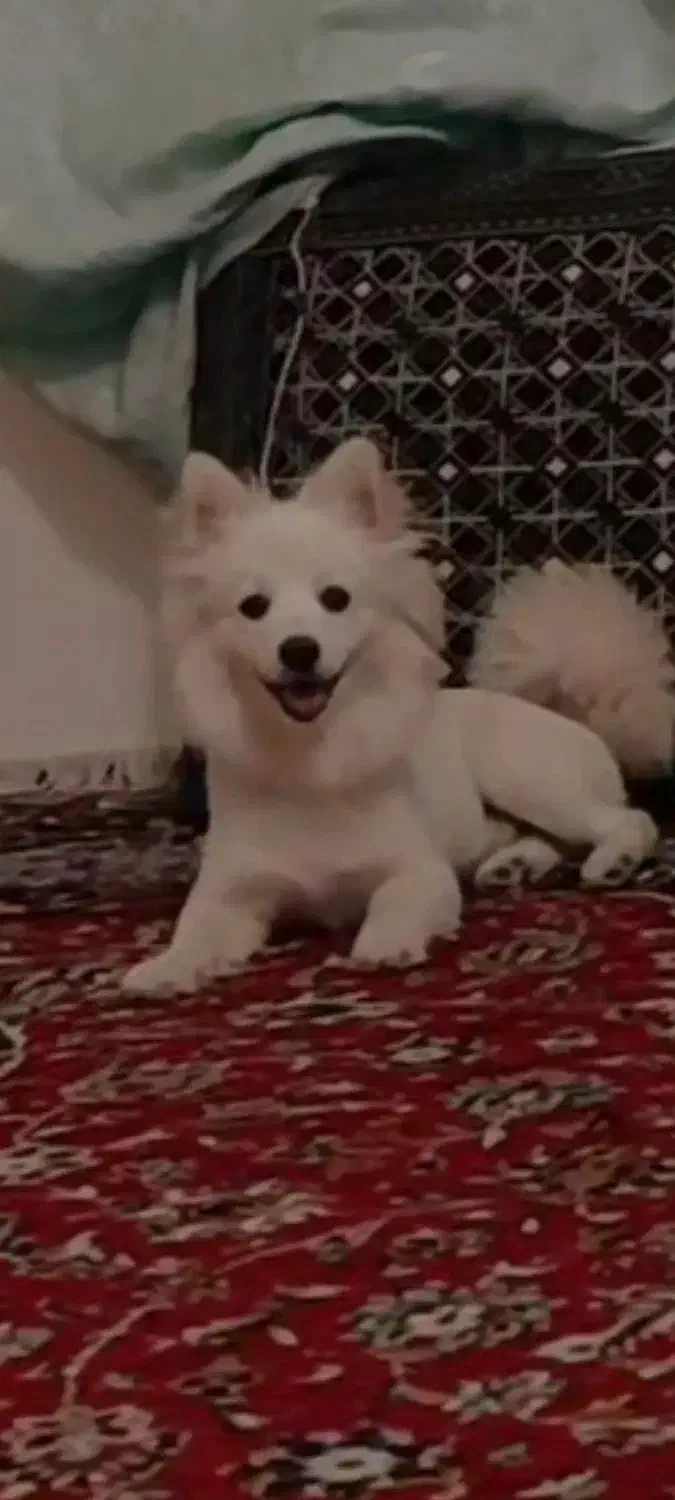 فروش سگ|سگ|بومهن, |دیوار