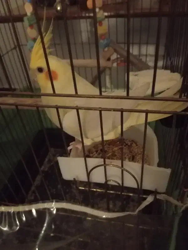 عروس هلندی لوتینو|پرنده|اسلامشهر, زرافشان|دیوار