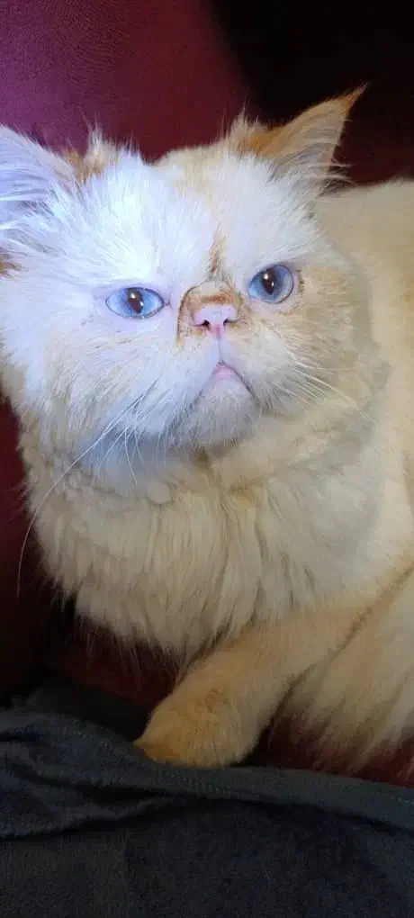 گربه پرشین نر برای جفت گیری|گربه|رشت, توشیبا|دیوار