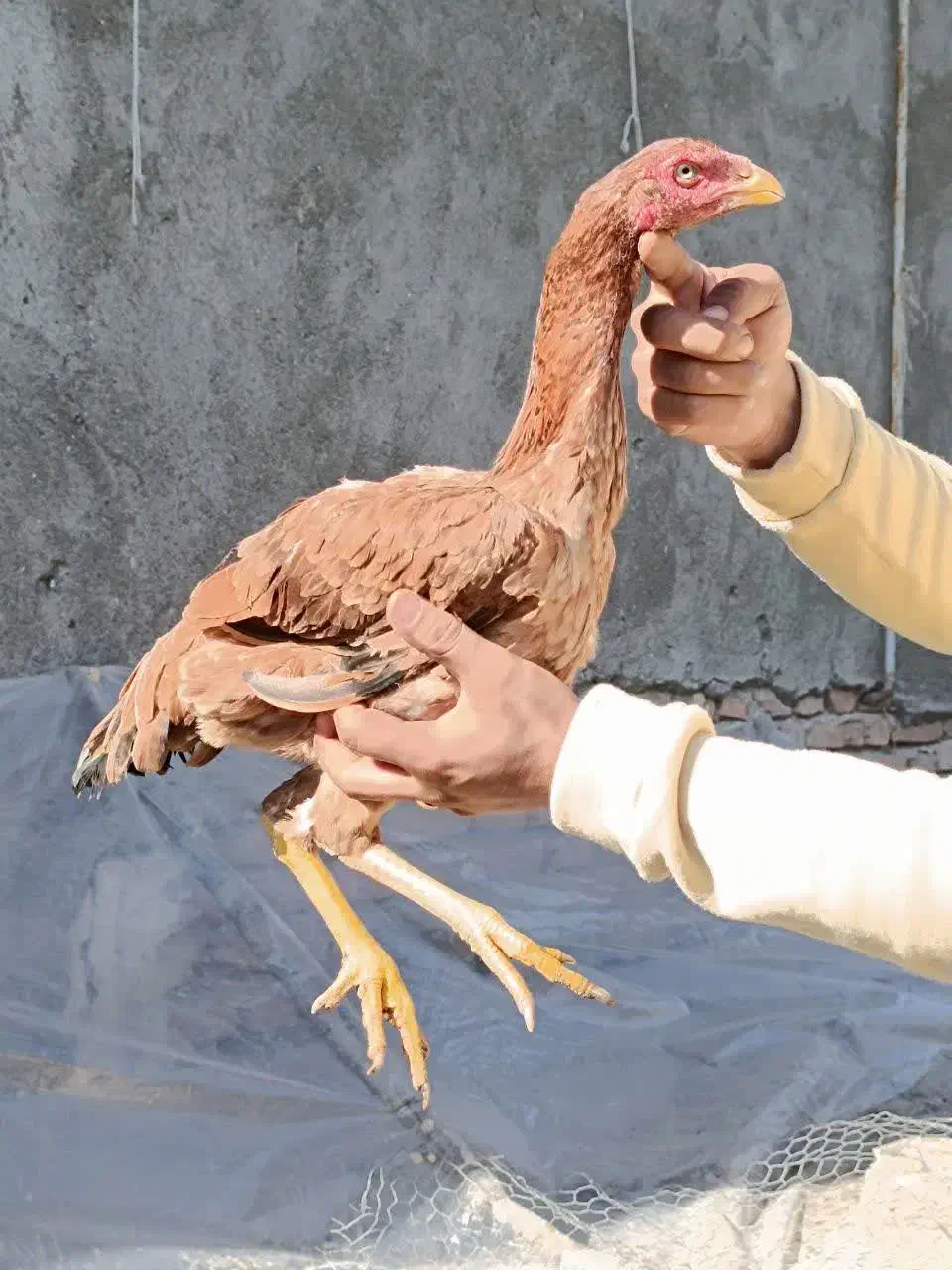 مرغ لاری یکسال|حیوانات مزرعه|محمودآباد, |دیوار