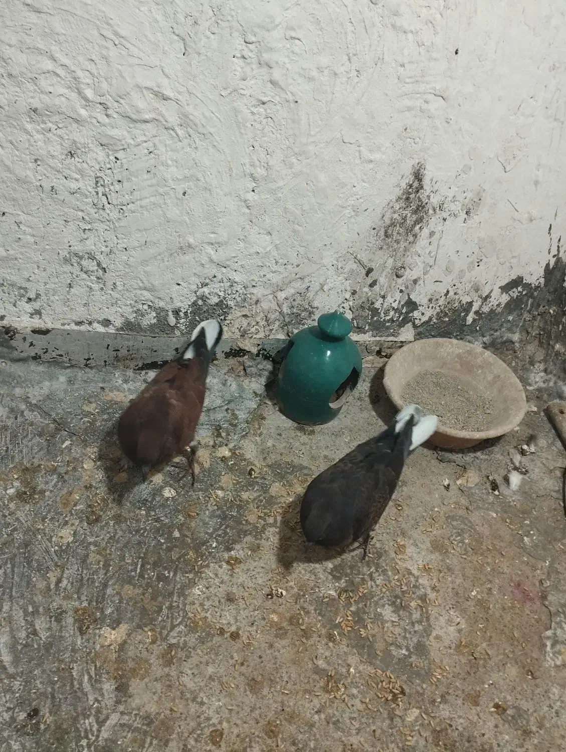 جوجه کنار خیس سوسکی خرمایی|پرنده|نسیمشهر, |دیوار