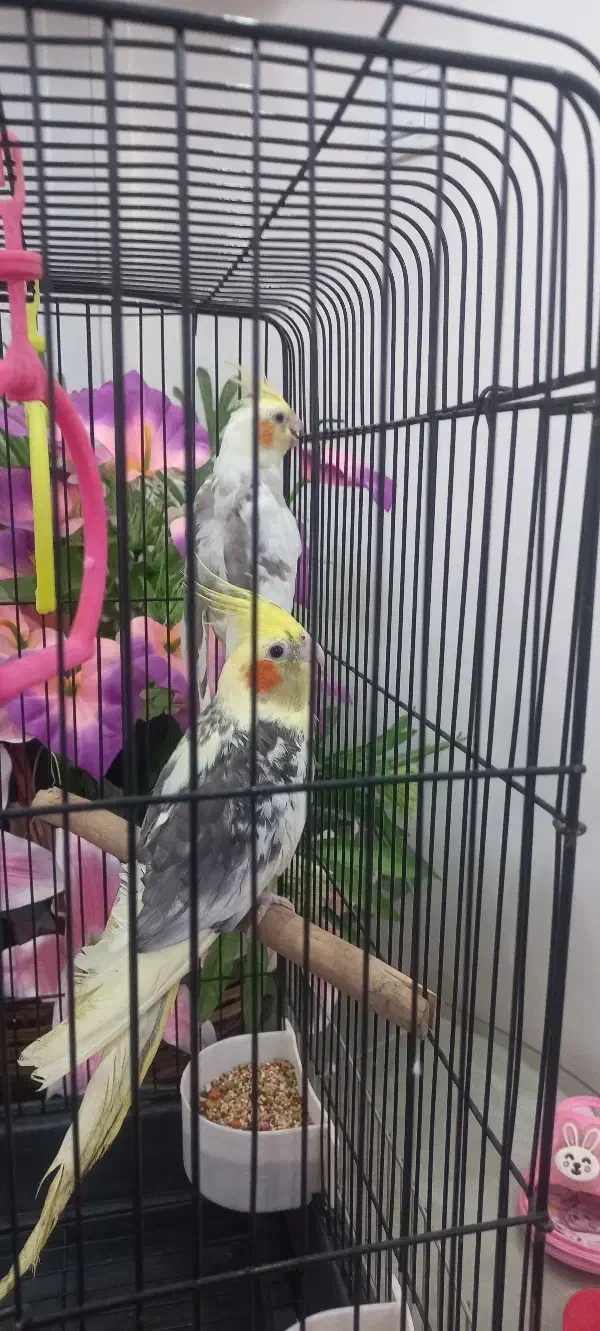 عروس هلندی|پرنده|تهران, افسریه شمالی|دیوار