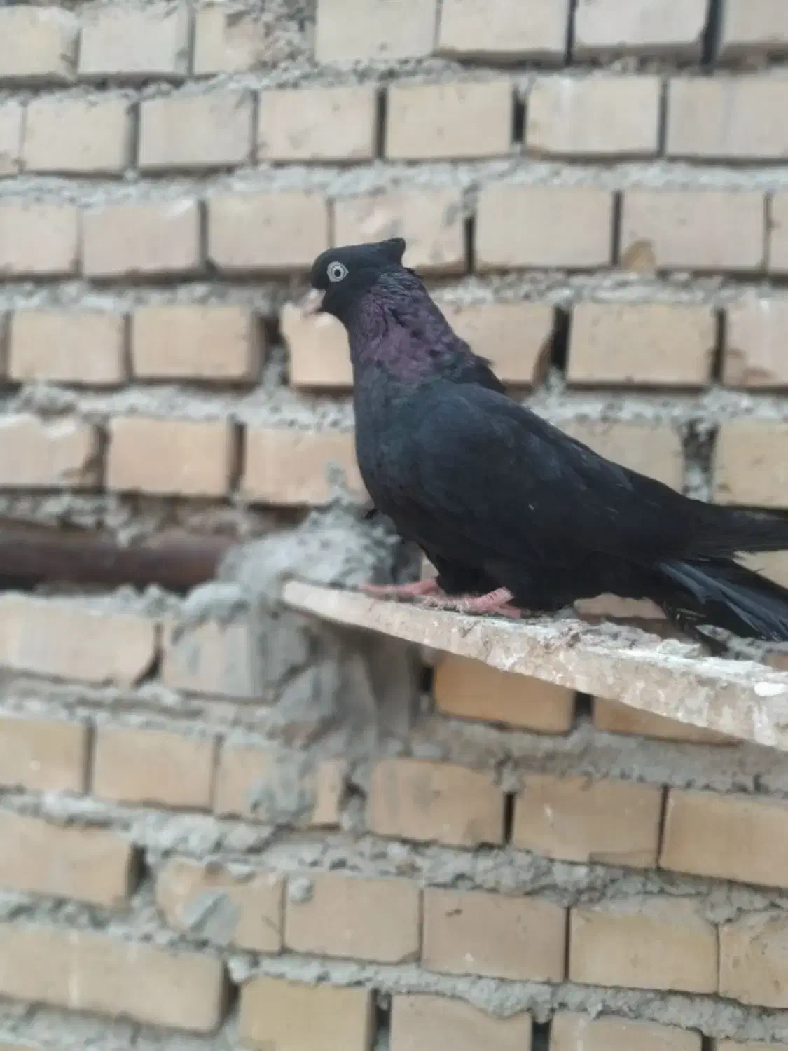 زاغ ماده|پرنده|بندر ماهشهر, |دیوار