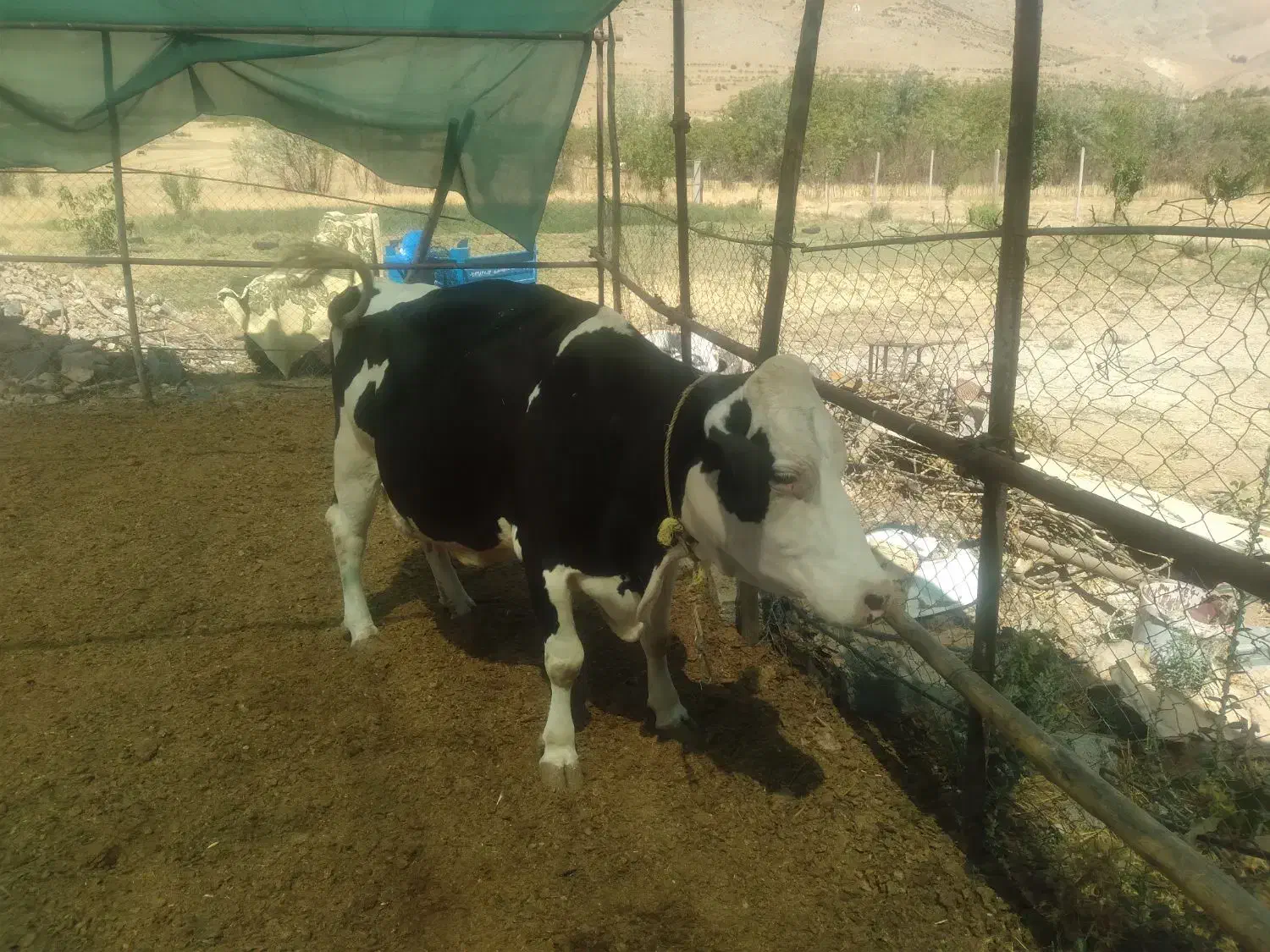 فروش گاو شیری سیمینتال|حیوانات مزرعه|اردل, |دیوار