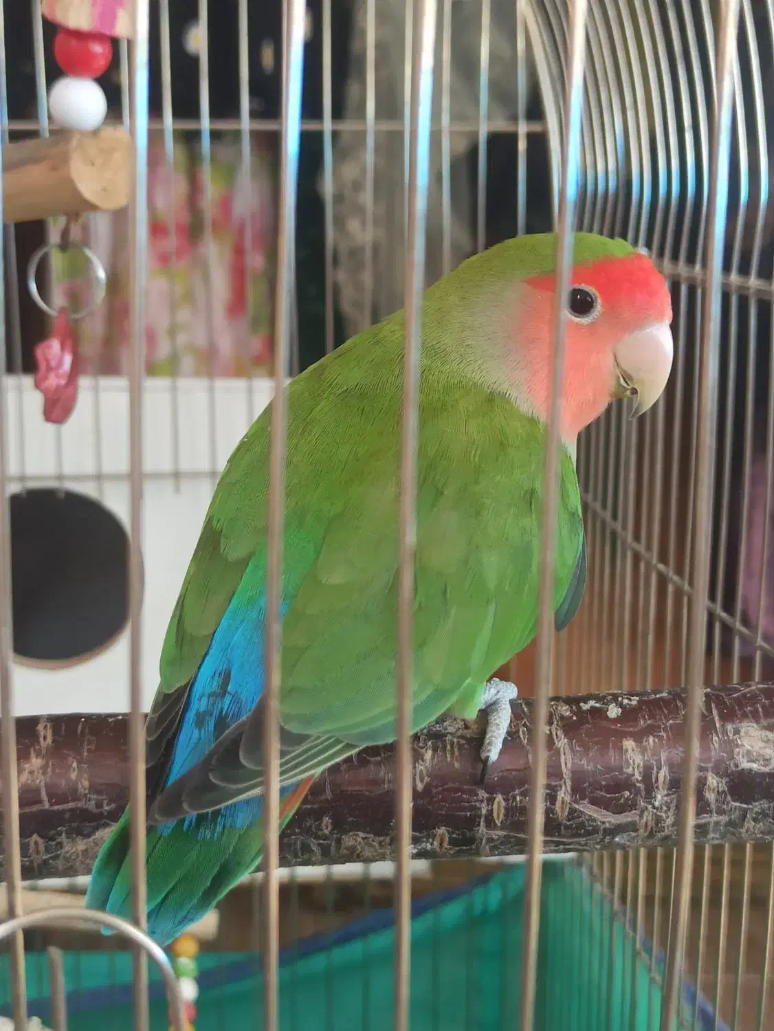 طوطی برزیلی|پرنده|نقده, |دیوار