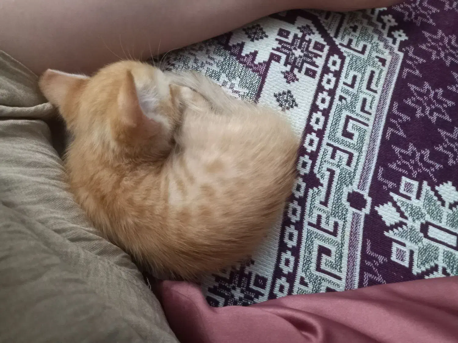 بچه گربه|گربه|نسیم‌شهر, |دیوار