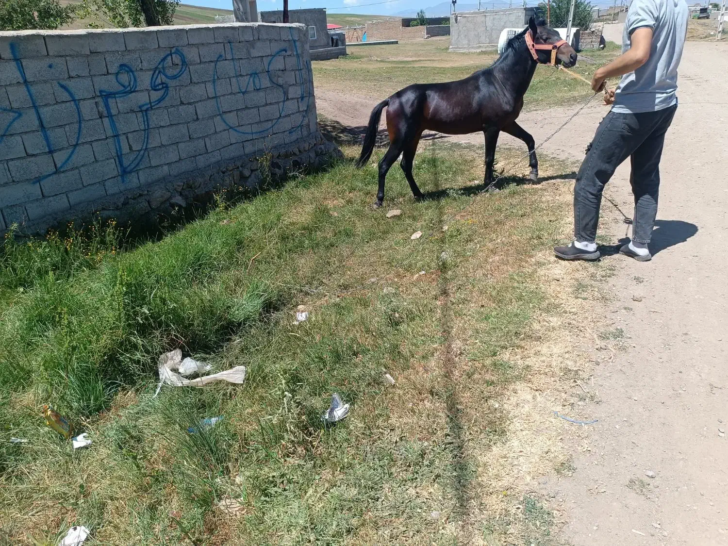 اسب کرد|اسب و تجهیزات اسب‌سواری|اهر, |دیوار