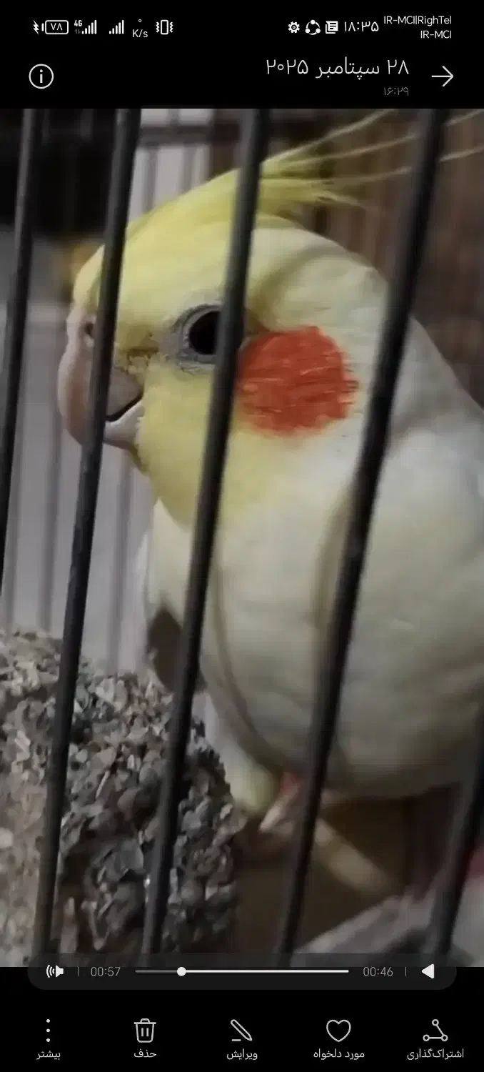 عروس هلندی گم شده 5 میلیون مژدگانی|پرنده|کرمانشاه, |دیوار