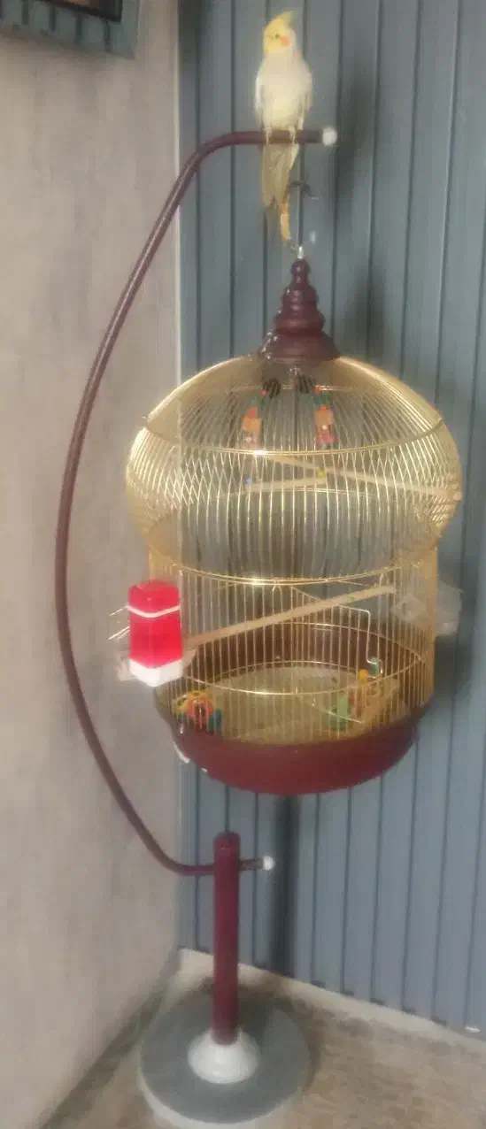 عروس هلندی سخنگو|پرنده|دورود, |دیوار