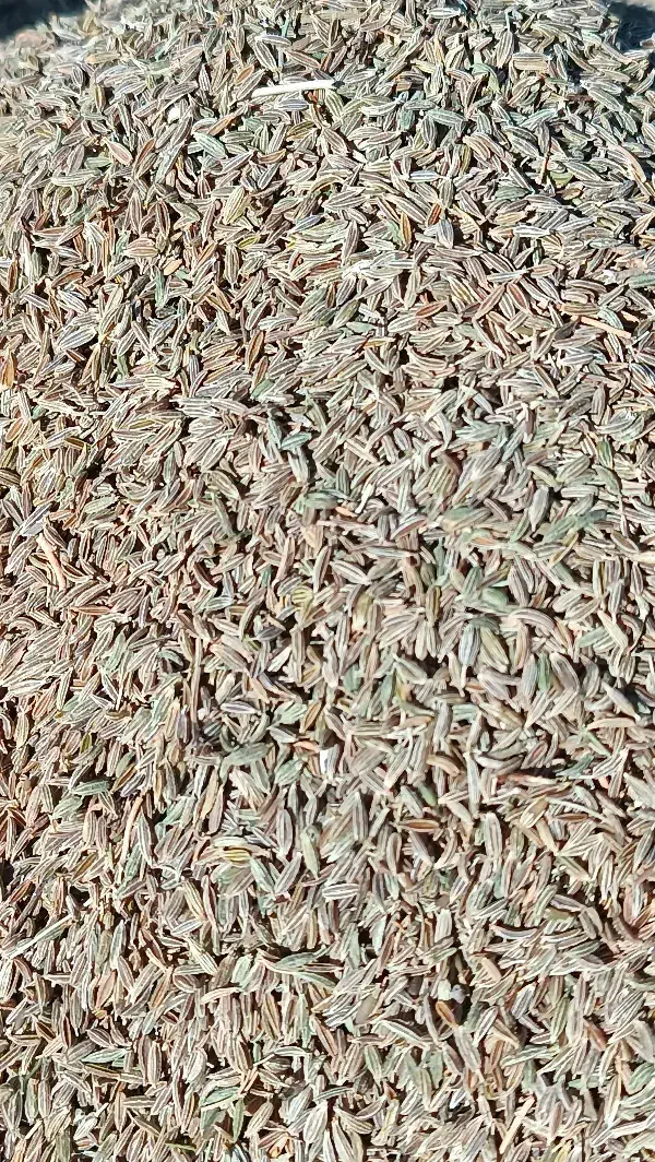 زیره سبز یا همون کراویه|خوردنی و آشامیدنی|مشهد, امام رضا (ع)|دیوار