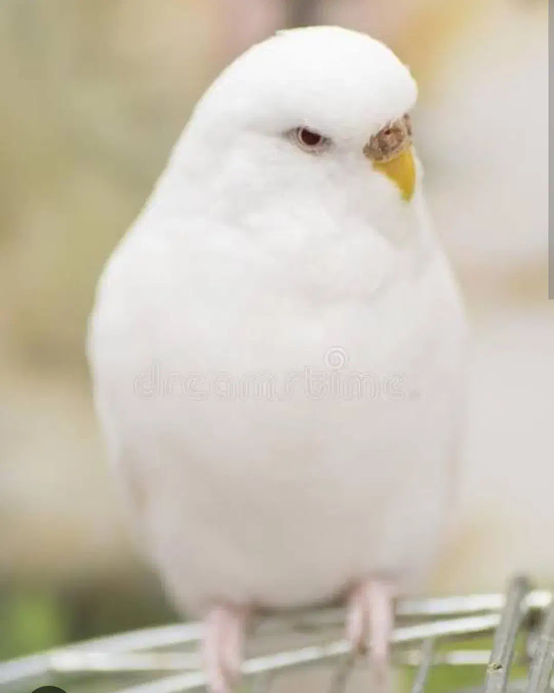 مرغ عشق دستی وتخم گذار|پرنده|بردسکن, |دیوار