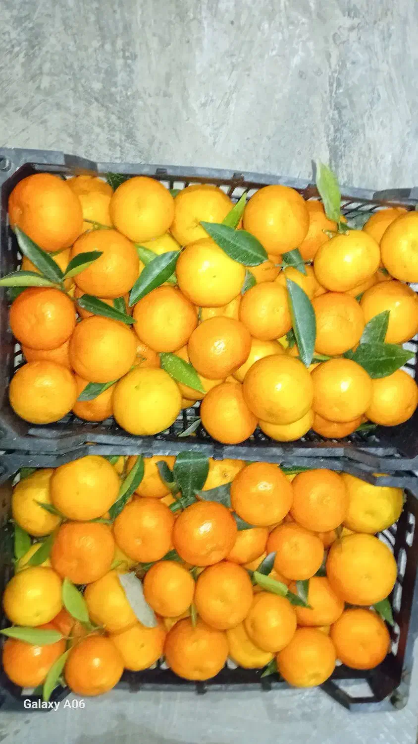 نارنگی پیج|خوردنی و آشامیدنی|بابل, |دیوار