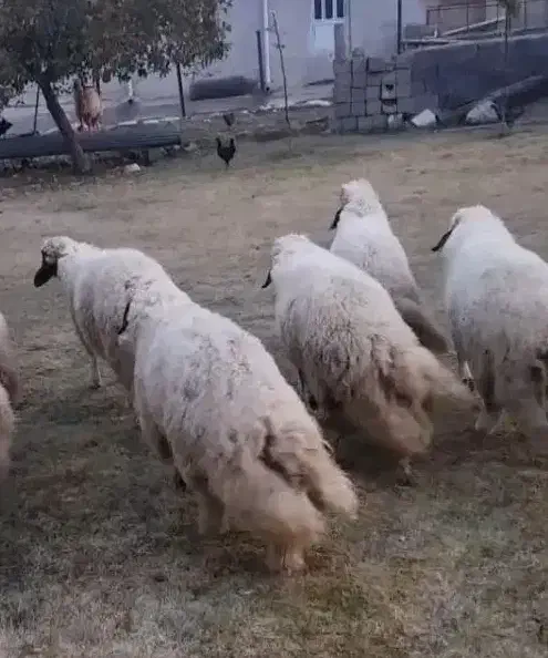 بره قوچ سنجابی کاور ورن گوسفند|حیوانات مزرعه|ماهیدشت, |دیوار