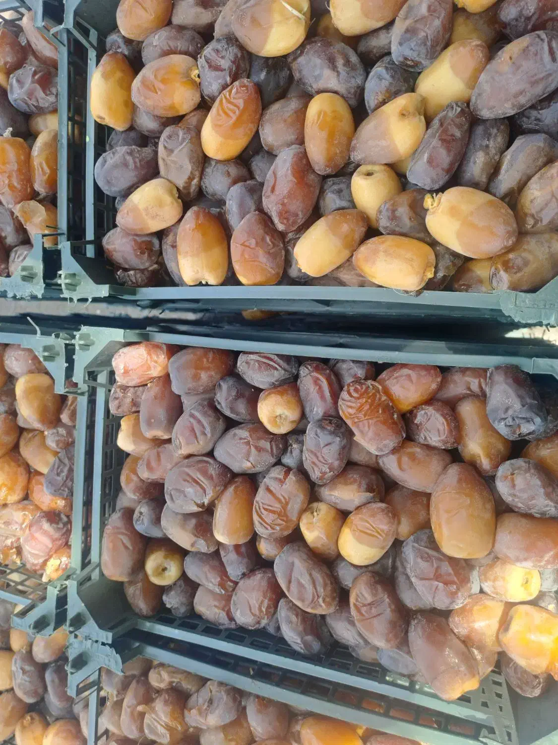 رطب خرما کبکاب تازه خشت سبدی|خوردنی و آشامیدنی|قم, باغ شریفی|دیوار