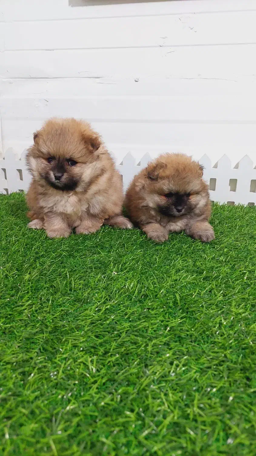 توله سگپامر خرسی|سگ|شیراز, دکتر حسابی|دیوار