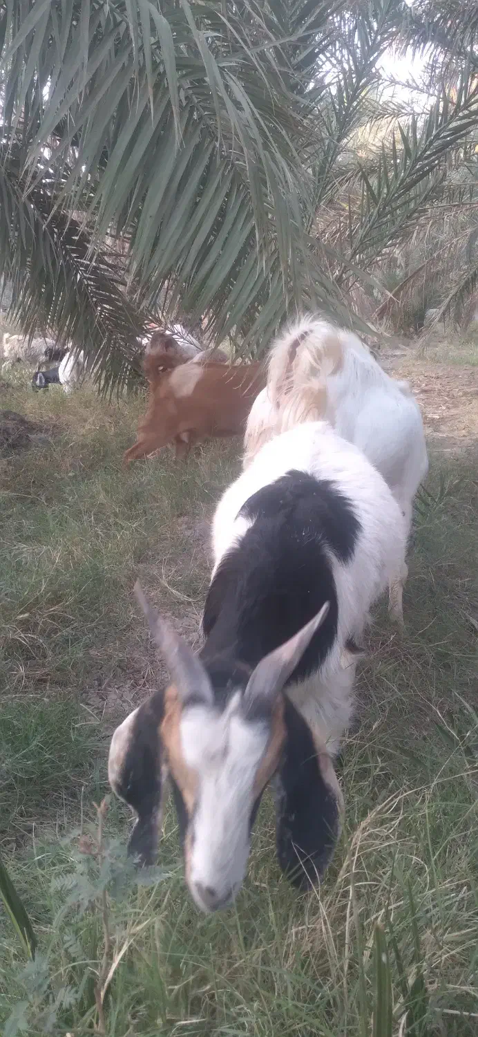 بزابستن وزاییده فروشی..|حیوانات مزرعه|جیرفت, |دیوار