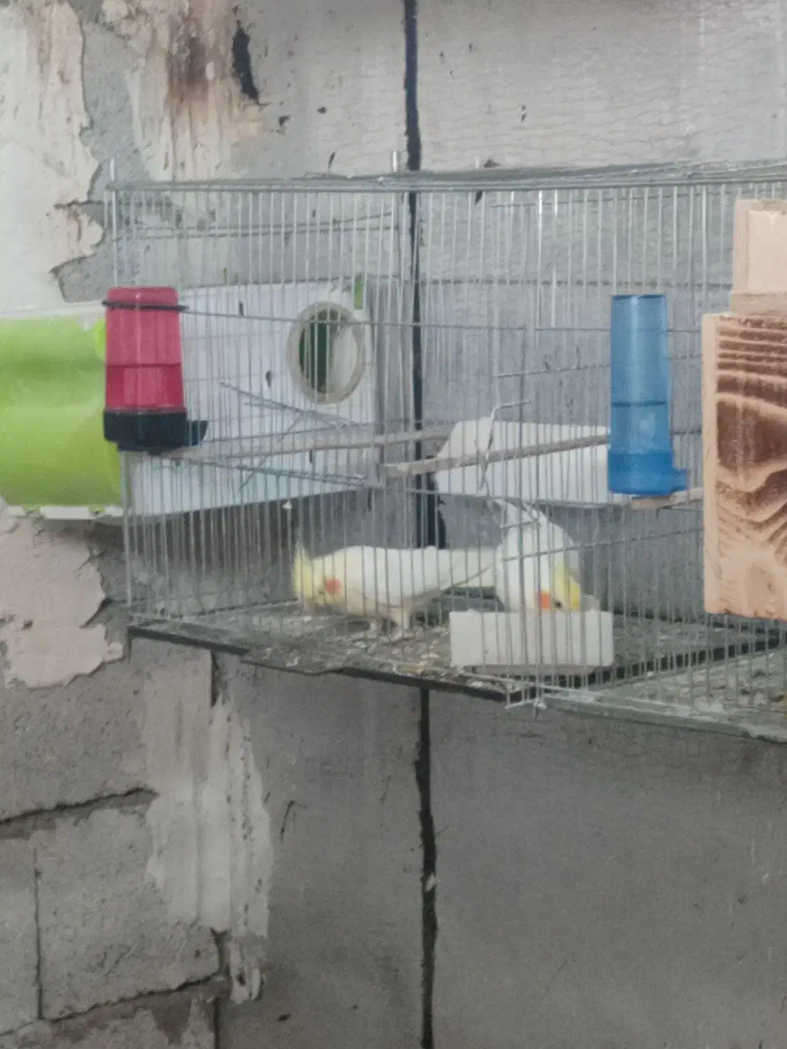 جفت‌لوتینو با دوعدد جوجه پنج روزه|پرنده|مهاباد (آذربایجان غربی), |دیوار