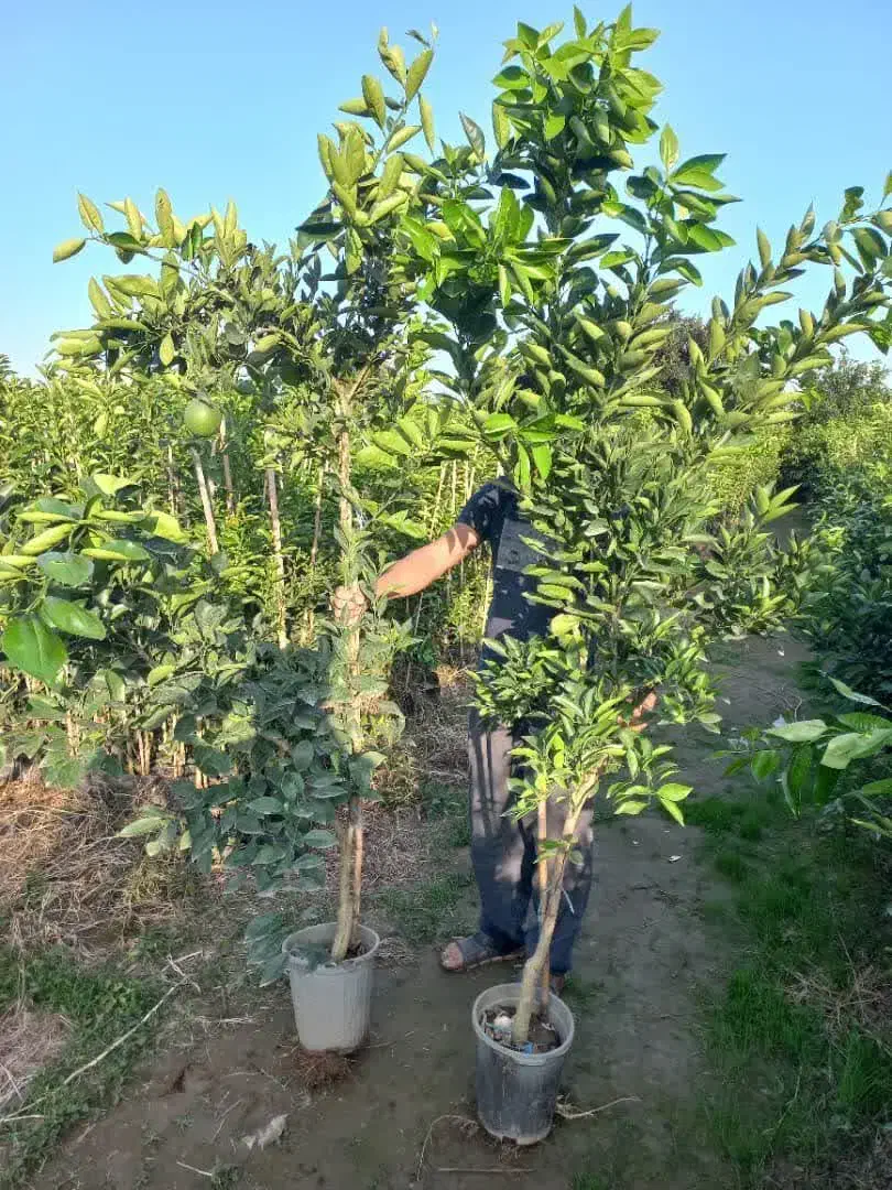 نهال گردوزیتون یاس مرکبات درخت نهالستان تولیدی|خدمات باغبانی و درختکاری|کاشان, فاز ۱ ناجی آباد|دیوار