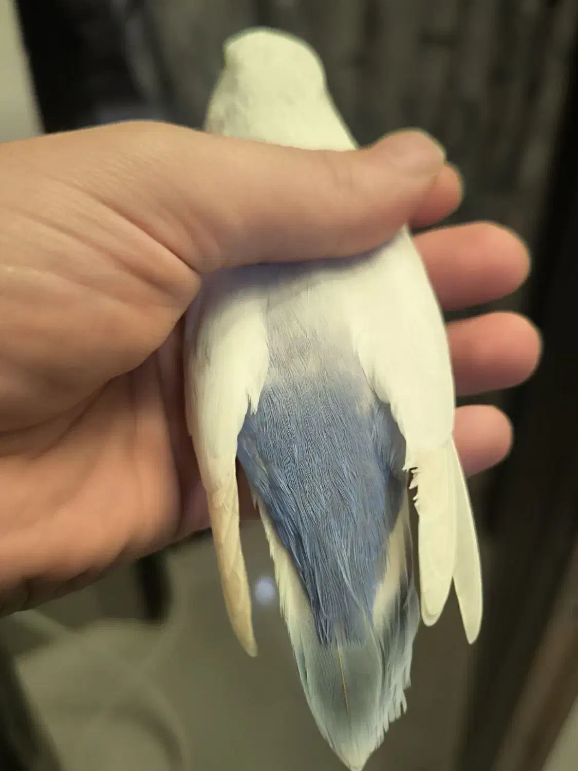 کوتوله بالفالو ماده آماده|پرنده|مشهد, یوسفیه (شهرک غرب)|دیوار