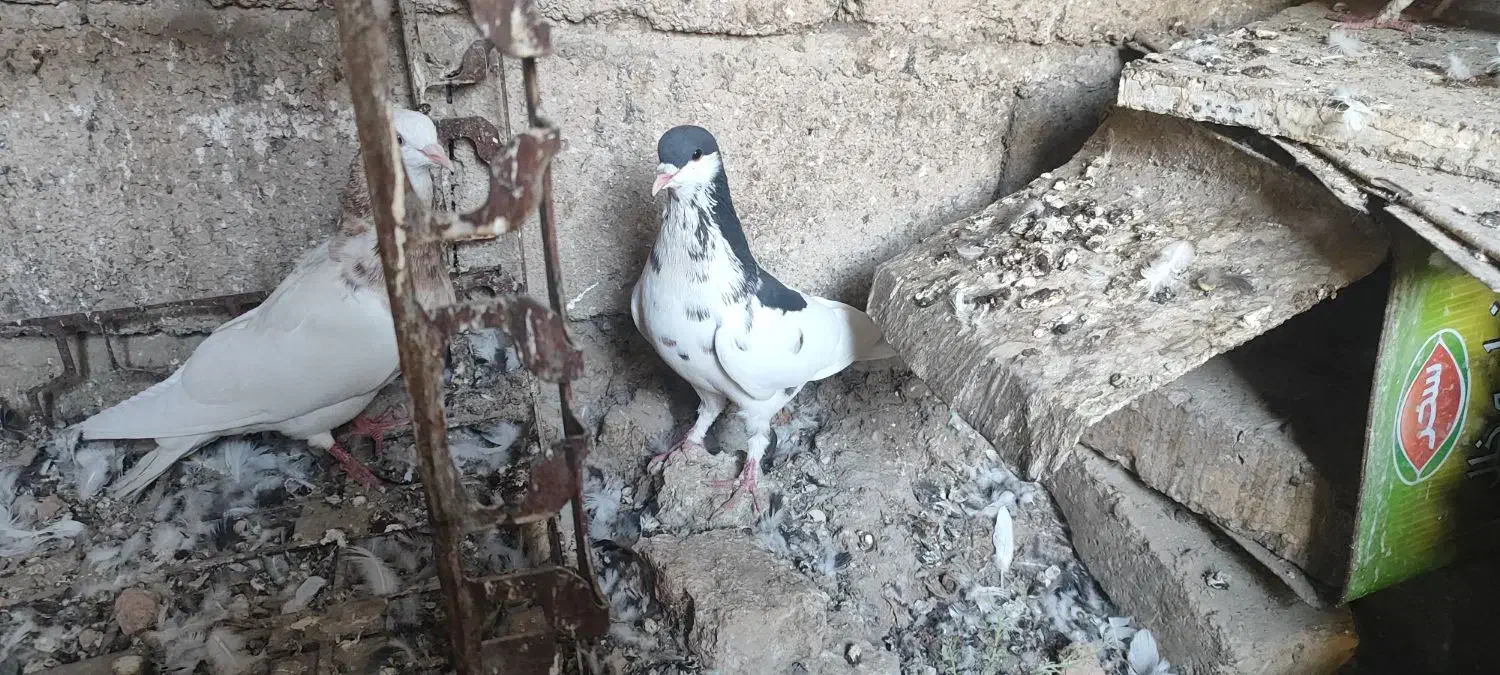 خوشرنگ سیاه گلدار|پرنده|شیراز, سایت اداری|دیوار