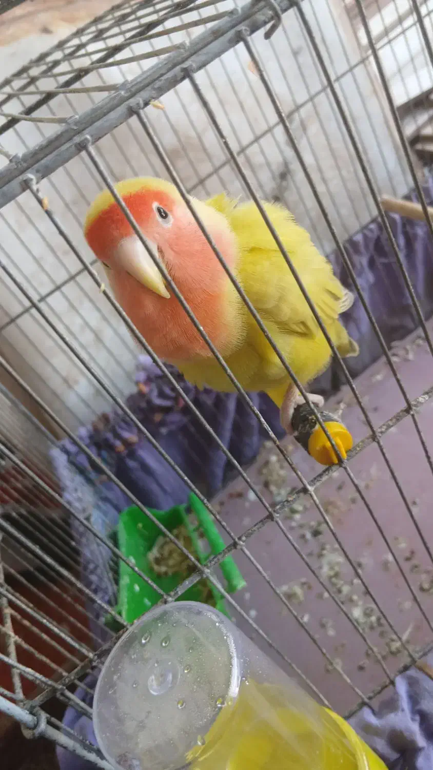 طوطی برزیلی|پرنده|شبانکاره, |دیوار