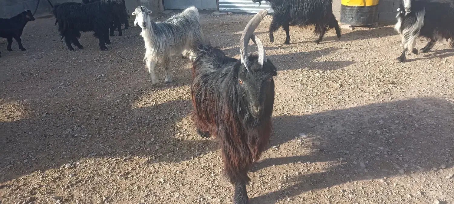 بز (دوبر )|حیوانات مزرعه|شهرضا, |دیوار