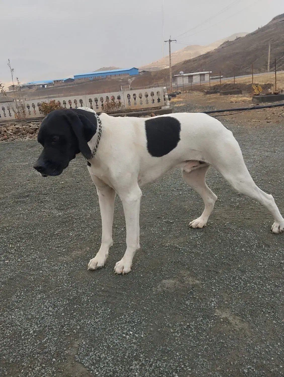 پوینتر انگلیسی|سگ|رشت, جماران|دیوار