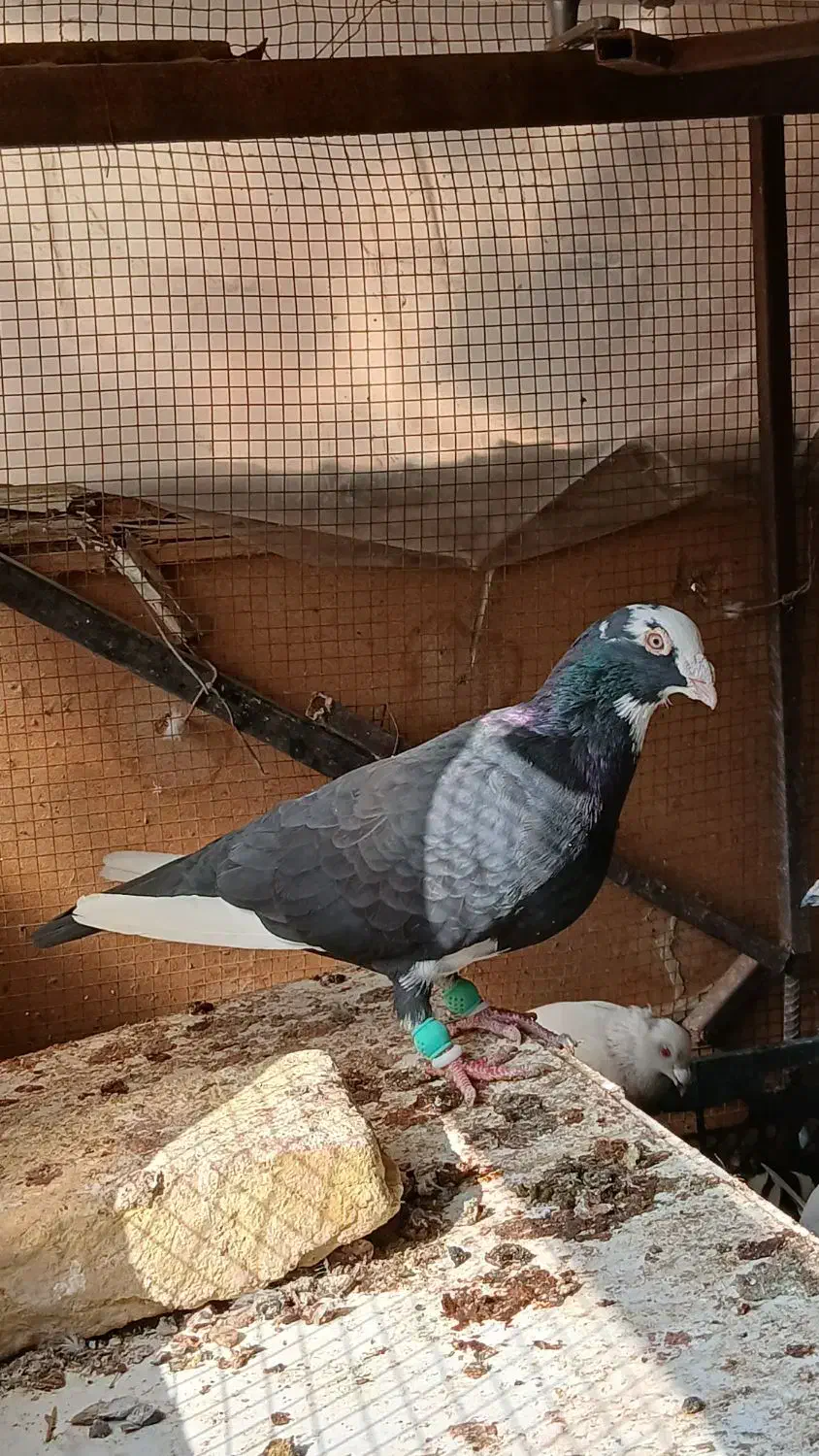 کبوتر|پرنده|لار, |دیوار