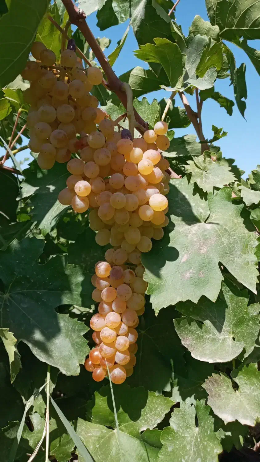 انواع نهال انگور|خدمات باغبانی و درختکاری|نطنز, |دیوار