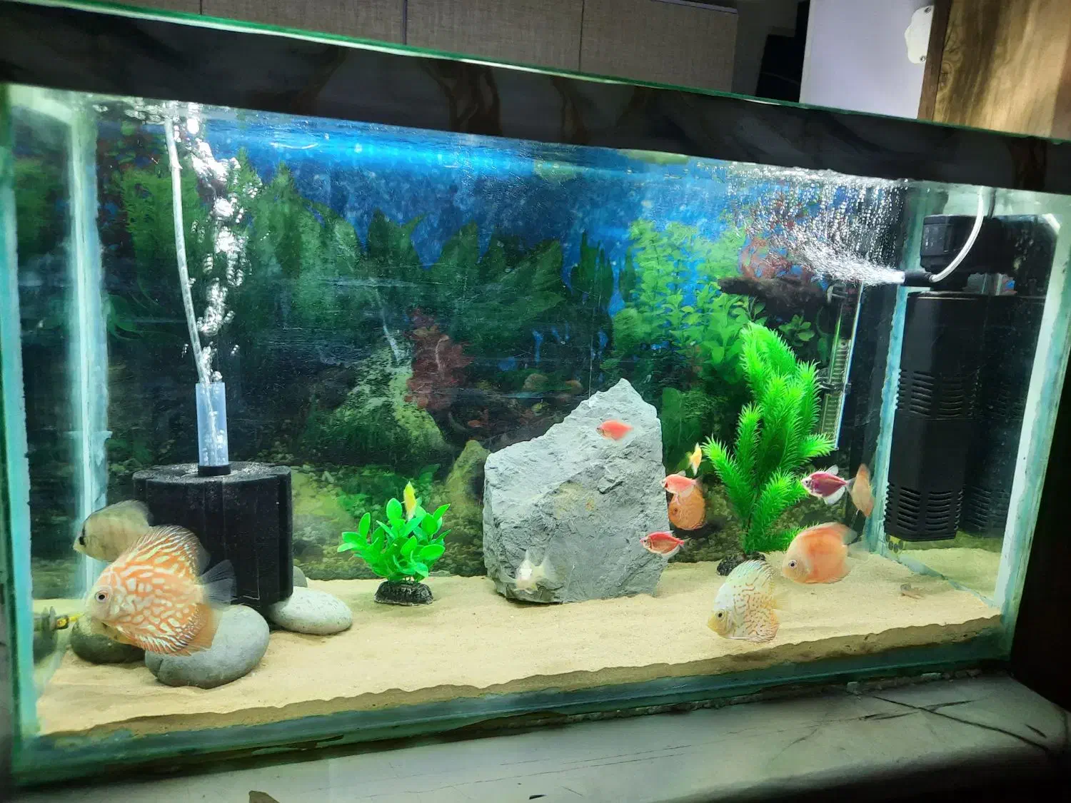 فروش آکواریوم با ماهی و تمام تجهیزات|ماهی|اصفهان, کوی امام|دیوار