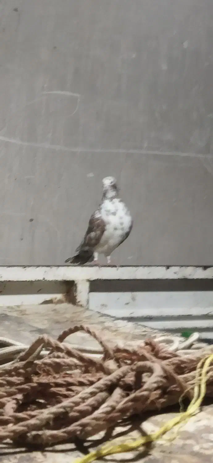 دوتاکبوتر نر کاکلی|پرنده|بوکان, |دیوار