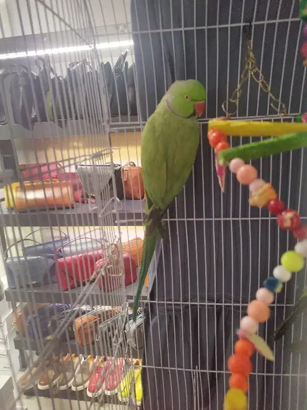 طوطی ملنگو|پرنده|مشهد, چهارچشمه|دیوار