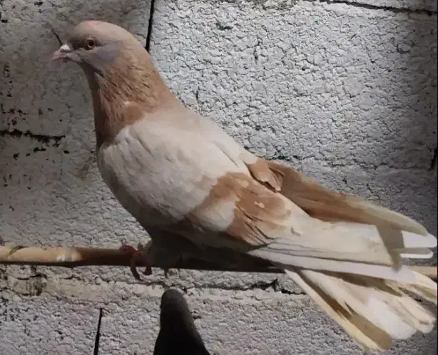 کفتر نقش کمیاب|پرنده|رشت, توشیبا|دیوار