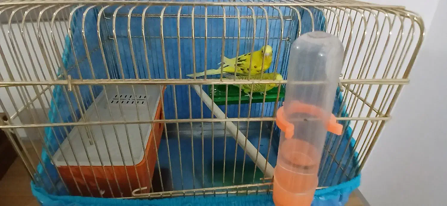 مرغ عشق|پرنده|گرمسار, |دیوار