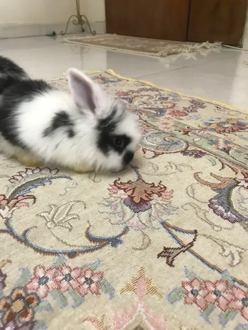 بچه خرگوش لوپ هلندی|موش و خرگوش|کرج, گوهردشت|دیوار