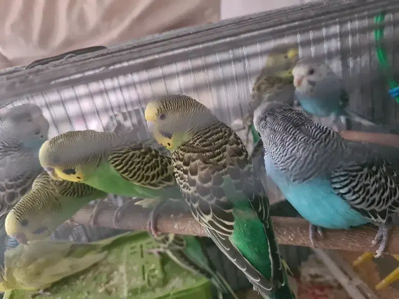 مرغ عشق|پرنده|شیراز, فرگاز|دیوار