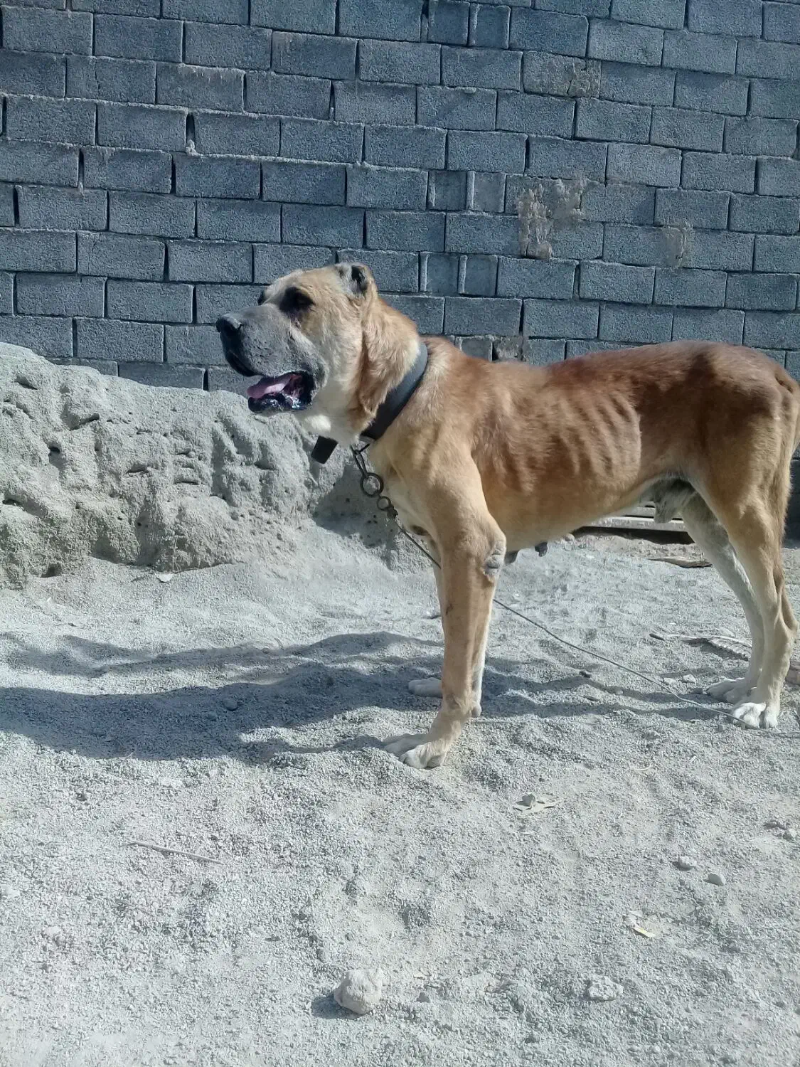 سرابی|سگ|ماهدشت, |دیوار