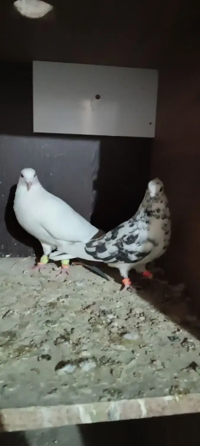 ده تا کبوتر برای نوبازی|پرنده|کاشمر, |دیوار