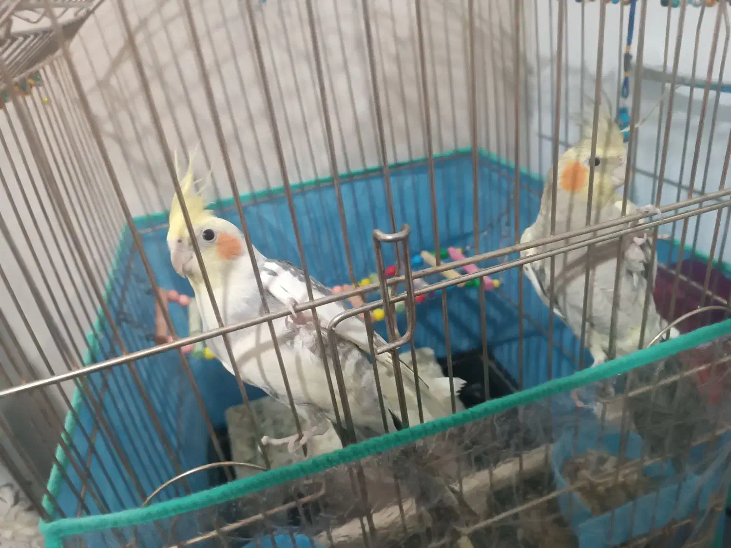 عروس هلندی|پرنده|بهار, |دیوار