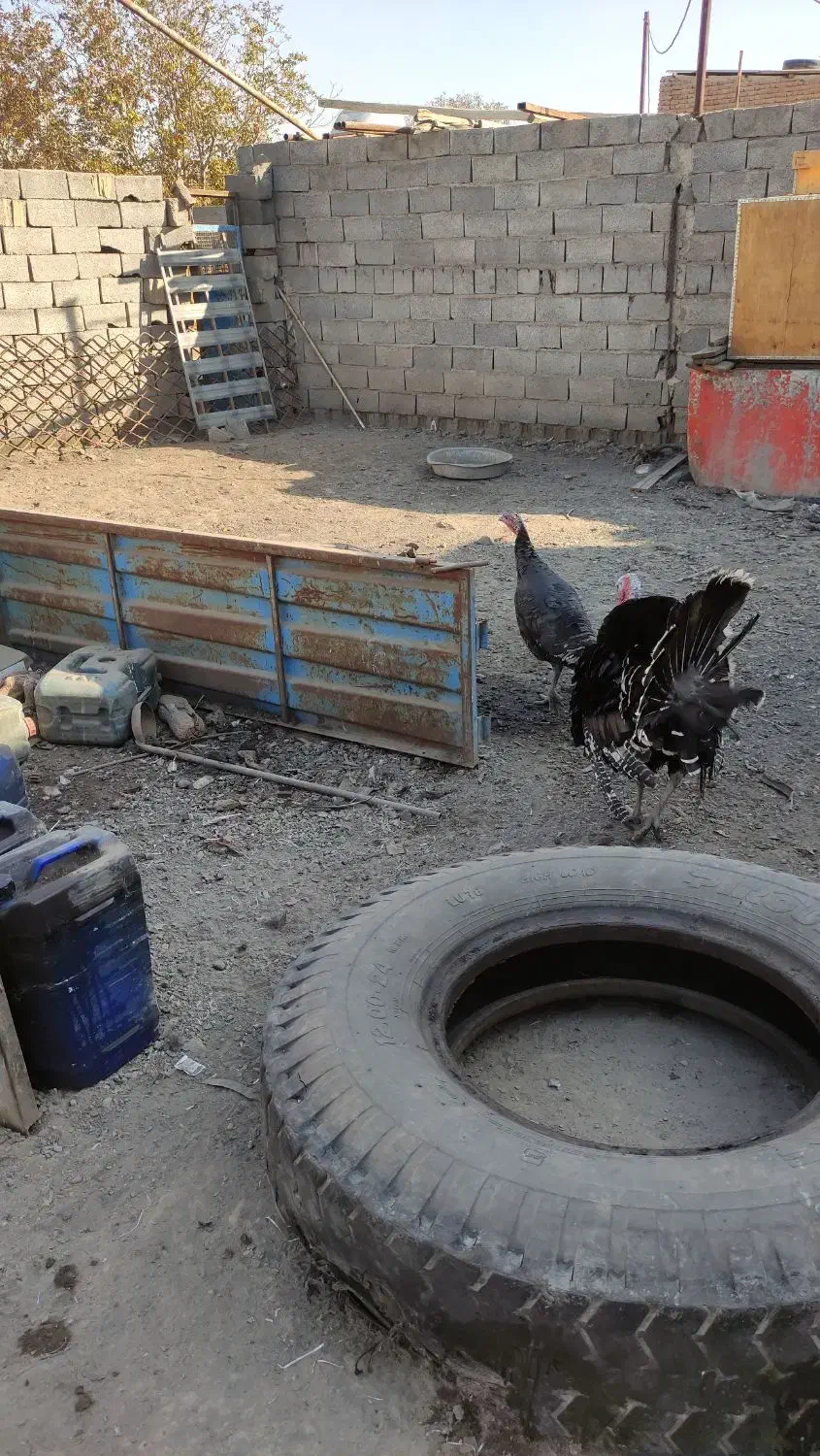 بوقلمون نروماده|حیوانات مزرعه|بناب, |دیوار