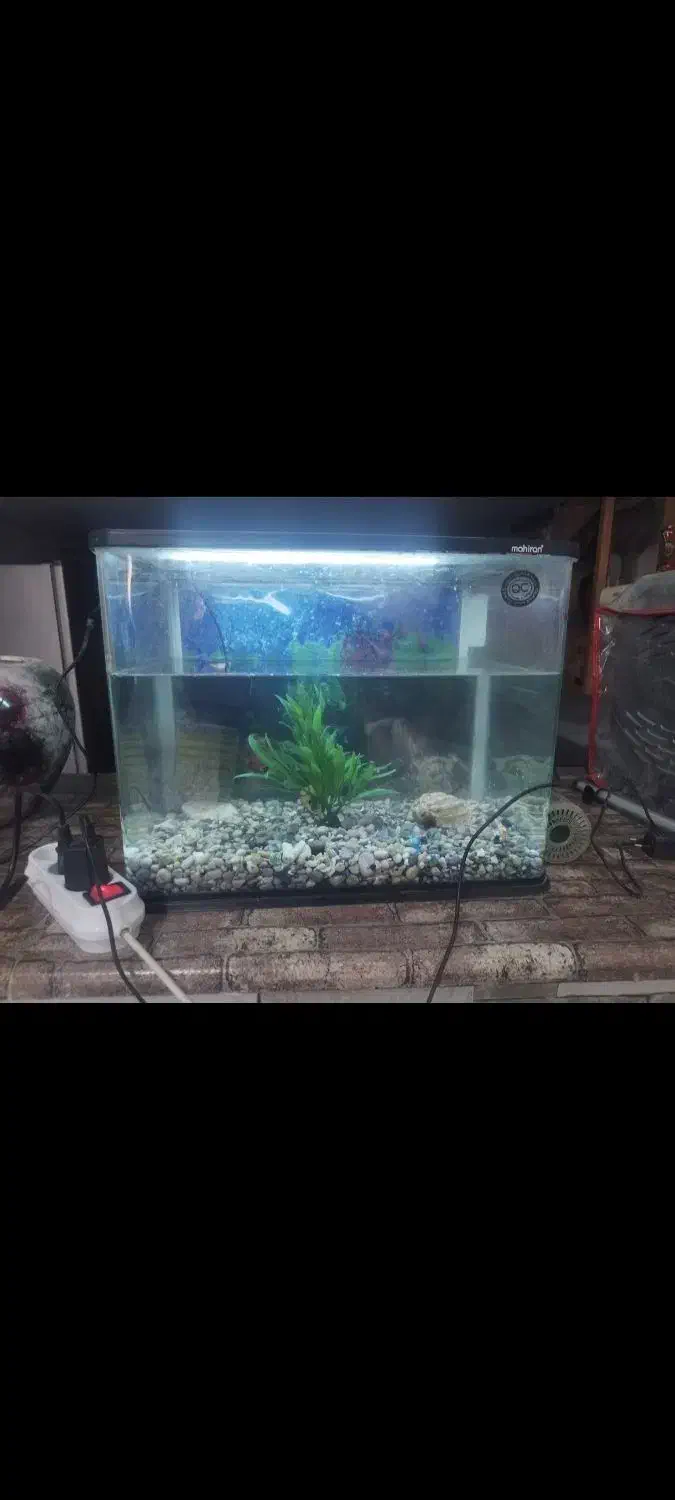 آکواریوم شرکتی شیشه خم|ماهی|قم, مسجد امام حسن|دیوار