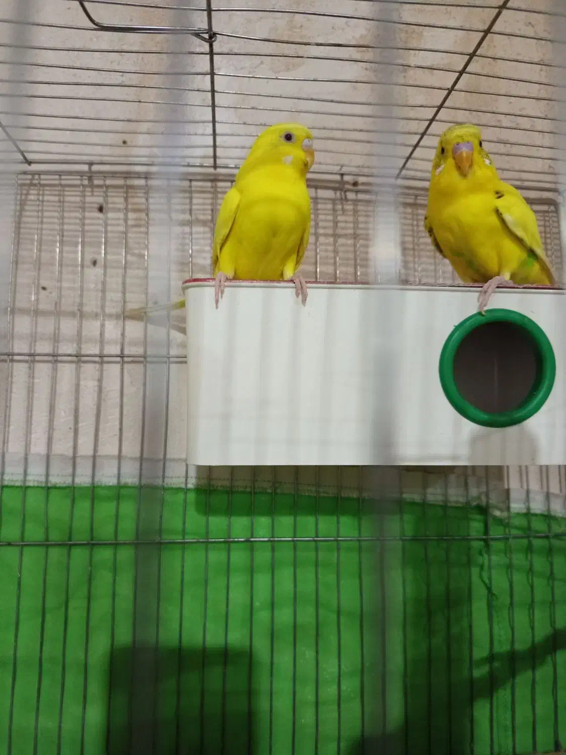 مرغ عشق نر ماده|پرنده|دیواندره, |دیوار